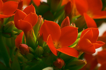 Image showing Flowers of kolanhoe