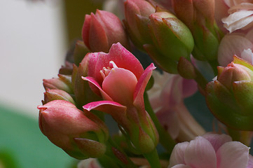 Image showing Flowers of pink kolanhoe