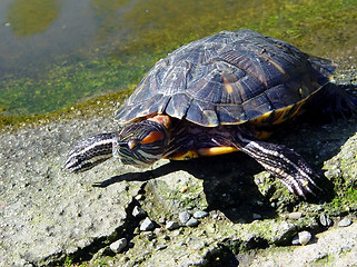 Image showing Turtle