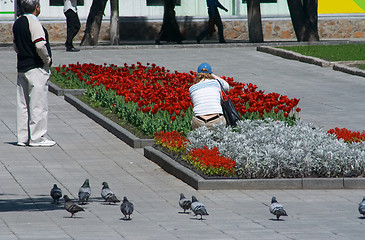 Image showing Red tulips as photo-object