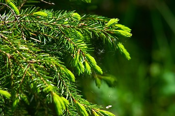 Image showing Fir. Stick. Spider's web