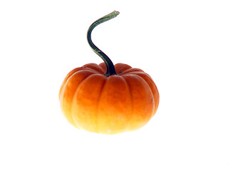 Image showing Harvest Pumpkin