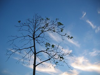 Image showing Lone Barren Tree - Space For Copy