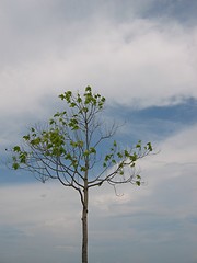 Image showing Lone Barren Tree - Space For Copy