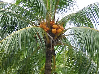 Image showing Closeup Coconut Palm Tree