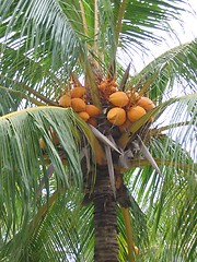 Image showing Closeup Coconut Palm Tree