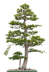 Image showing Elegant bonsai elm tree on white background