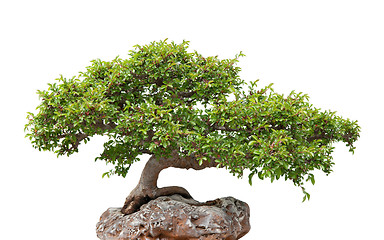 Image showing Green bonsai tree growing on a rock