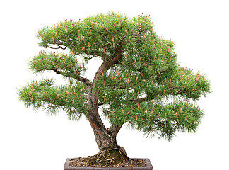 Image showing Bonsai, pine tree on white background