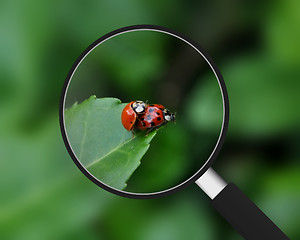 Image showing Magnifying Glass - Ladybugs