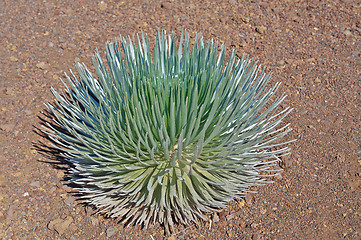 Image showing Haleakala Silversword (Hawaiian: Ähinahina) Maui