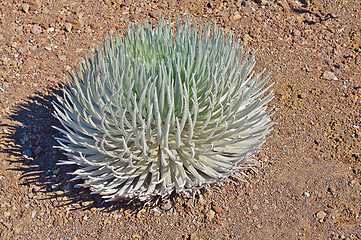 Image showing Haleakala Silversword (Hawaiian: Ähinahina) Maui