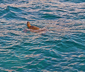 Image showing Close-up of a Sea Turtle in Hawaii