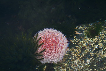 Image showing Pink sea urchin