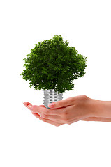 Image showing Hand holding a tree