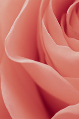 Image showing pink rose macro