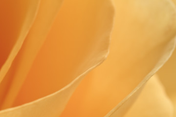 Image showing orange rose macro