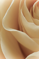 Image showing white rose macro