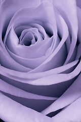 Image showing violet rose close up