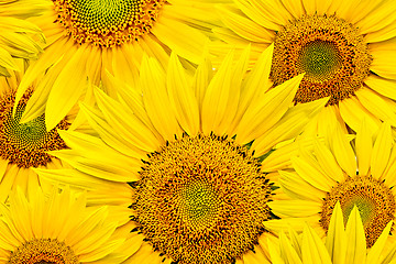 Image showing sunflower background