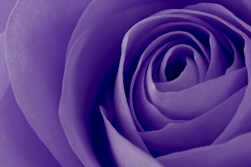 Image showing violet rose macro