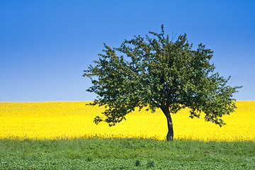 Image showing rape field