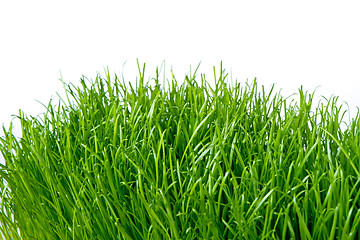 Image showing green grass