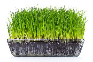 Image showing grass with soil