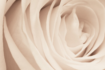 Image showing white rose close up