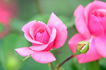 Image showing rose