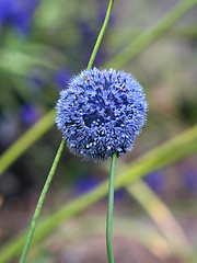 Image showing Allium giganteum