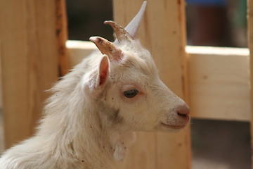 Image showing Little goat