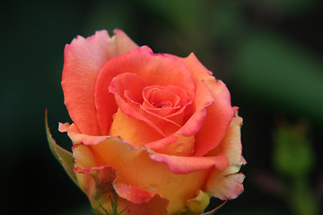 Image showing Red rose