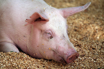 Image showing Big pig