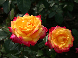 Image showing Orange roses