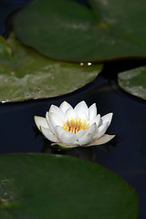 Image showing one water lily