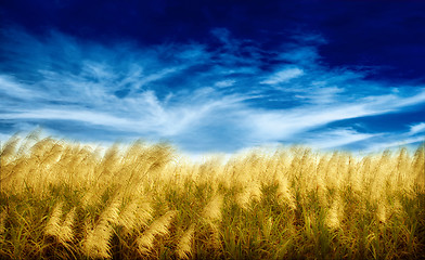 Image showing Golden Harvest