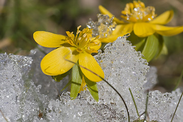 Image showing winter aconite