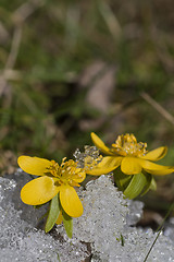 Image showing Winter aconite