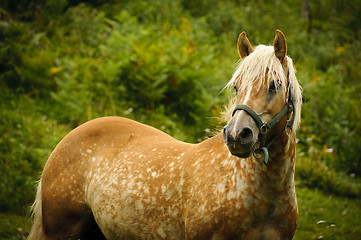 Image showing Brown horse in a pasture