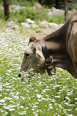 Image showing Cow in a pasture