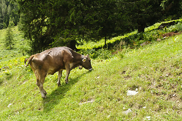 Image showing Cow in a pasture