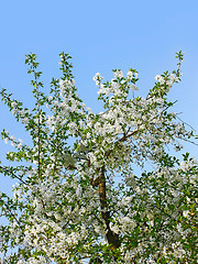 Image showing Flowering cherry tree