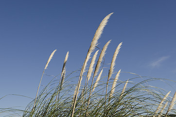 Image showing horizontal reed flower