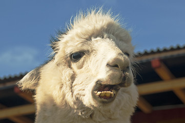 Image showing Alpaca chews