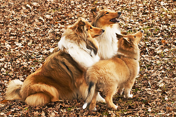 Image showing American and British collie dogs