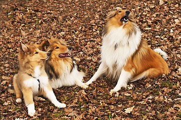 Image showing American and British collie dogs