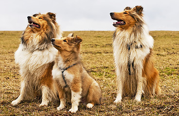 Image showing American and British collie dogs