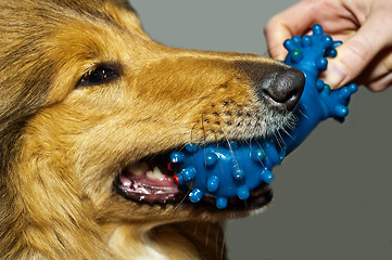 Image showing dog bits plastic bone