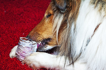 Image showing collie dog bites pharynx